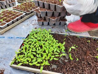 김명복님의 고추 · 영농일지 작성글 사진