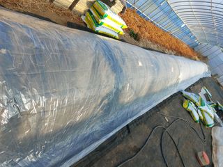 김명복님의 고추 · 영농일지 작성글 사진