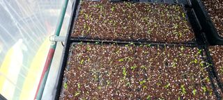 나무도깨비농원님의 기타작물 · 자유게시판 작성글 사진