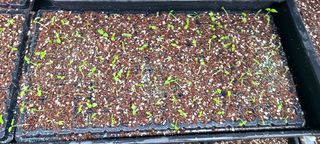 나무도깨비농원님의 기타작물 · 자유게시판 작성글 사진