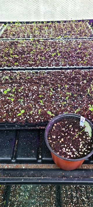 나무도깨비농원님의 기타작물 · 자유게시판 작성글 사진