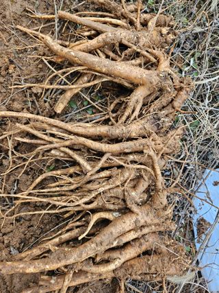 감자20359님의 설날, 어떻게 보내시나요? · 참여글 작성글 사진