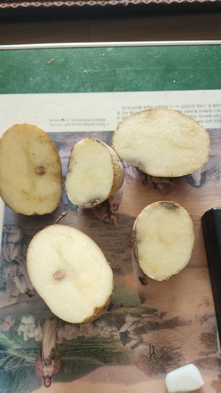 박종기님의 감자 · 자유게시판 작성글 사진