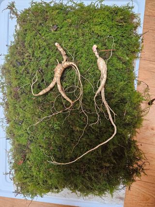 고영희님의 설날, 어떻게 보내시나요? · 참여글 작성글 사진