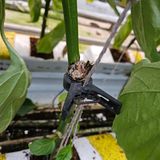 팜모닝 기타작물·병해충상담 게시글 이미지