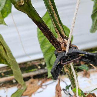 김태근님의 기타작물 · 병해충상담 작성글 사진