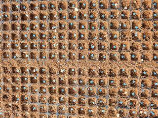 김창순님의 요즘 우리동네 농작업은? · 참여글 작성글 사진