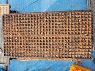 김창순님의 요즘 우리동네 농작업은? · 참여글 작성글 사진