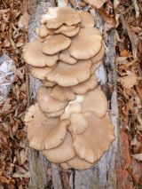 팜모닝 자유주제·자유게시판 게시글 이미지