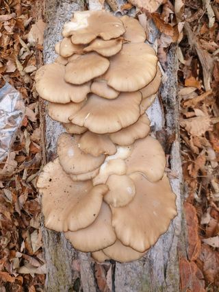 월암님의 자유주제 · 자유게시판 작성글 사진