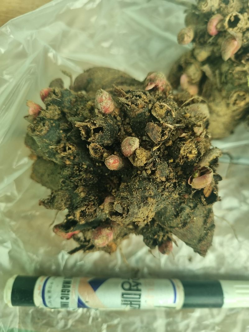 장터 상품 [4년생 토종 작약 구근] 썸네일