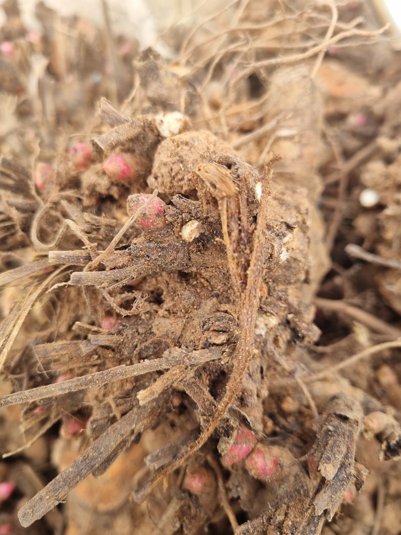 이호성님의 장터 판매 상품 [4년생 토종 작약 구근] 첨부 사진