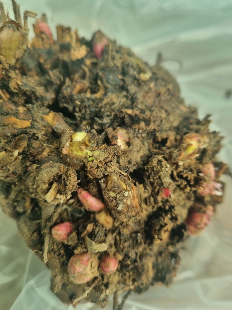 이호성님의 장터 판매 상품 [4년생 토종 작약 구근] 첨부 사진