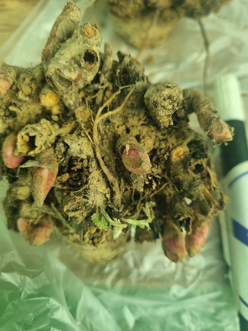 이호성님의 장터 판매 상품 [4년생 토종 작약 구근] 첨부 사진