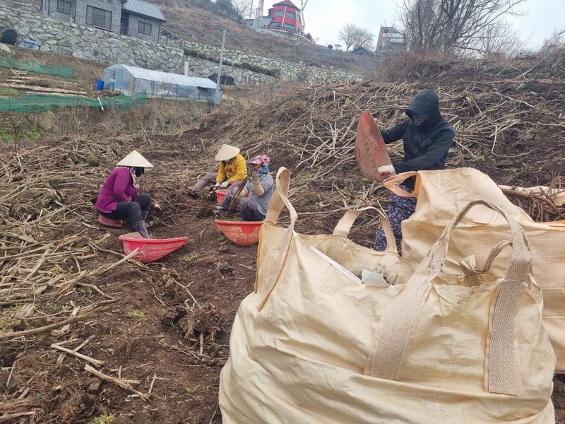 장터 상품 [4년생 땅두릅 모종] 썸네일