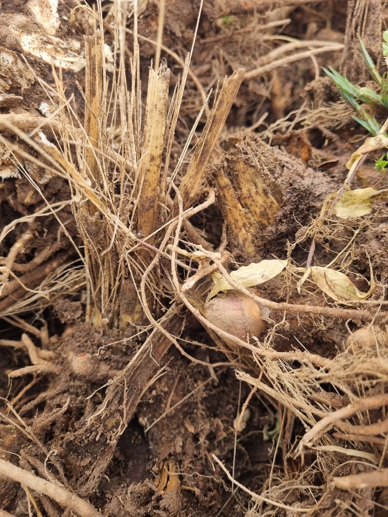 이호성님의 장터 판매 상품 [4년생 땅두릅 모종] 첨부 사진