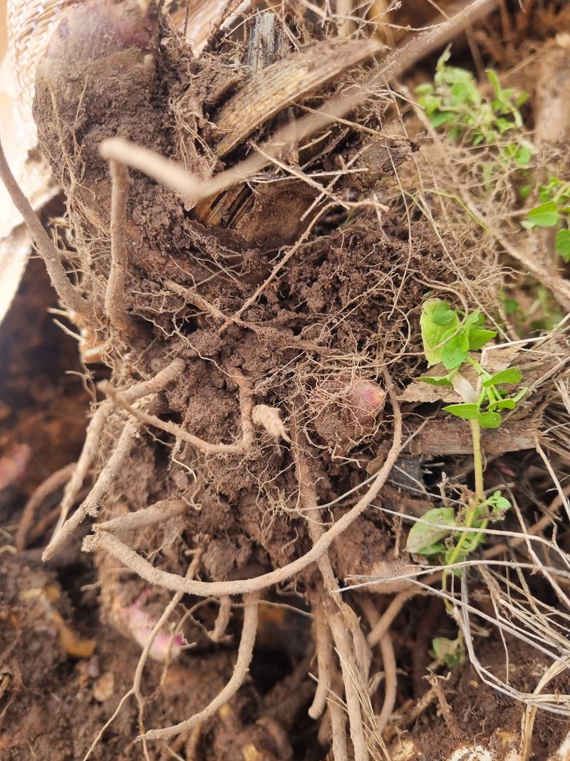 이호성님의 장터 판매 상품 [4년생 땅두릅 모종] 첨부 사진