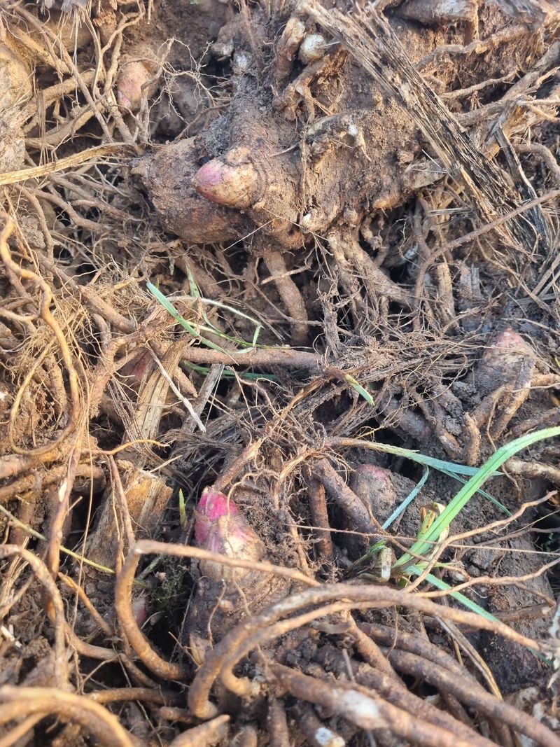 이호성님의 장터 판매 상품 [4년생 땅두릅 모종] 첨부 사진