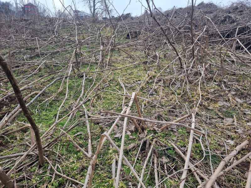 이호성님의 장터 판매 상품 [4년생 땅두릅 모종] 첨부 사진