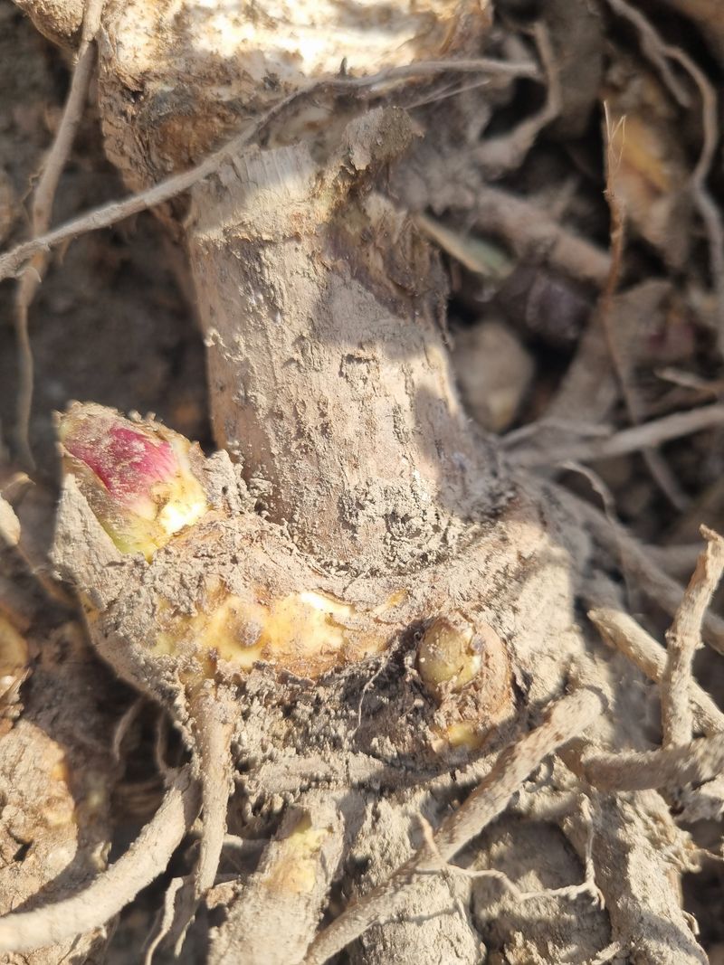 이호성님의 장터 판매 상품 [4년생 땅두릅 모종] 첨부 사진