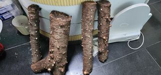 이수영님의 버섯 · 생장기 농작업 작성글 사진