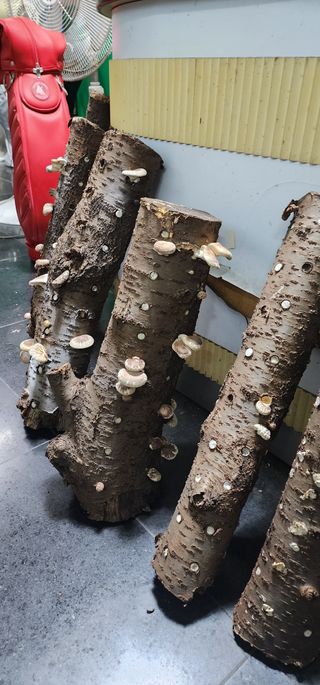 이수영님의 버섯 · 생장기 농작업 작성글 사진