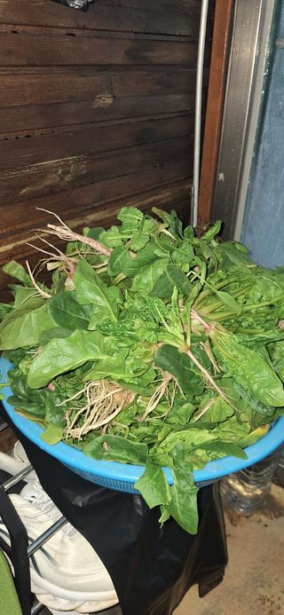 로즈마리님의 시금치 · 영농일지 작성글 사진