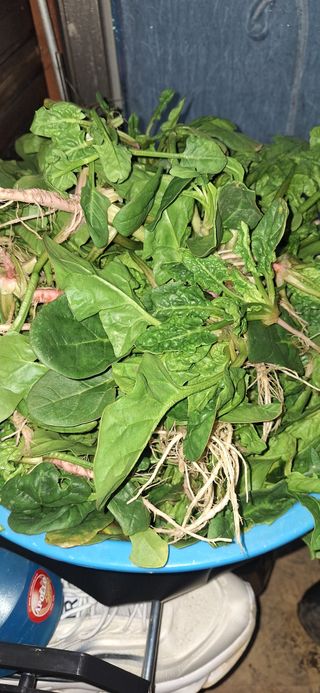 로즈마리님의 시금치 · 영농일지 작성글 사진