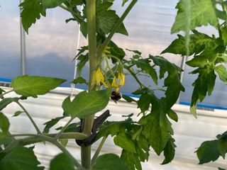 그린애농장님의 토마토 · 영농일지 작성글 사진