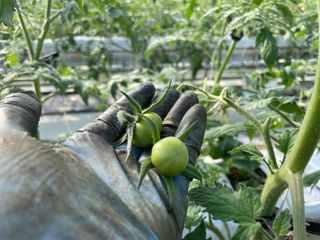 그린애농장님의 토마토 · 영농일지 작성글 사진