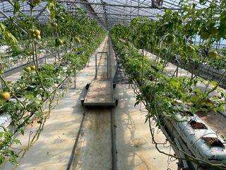 그린애농장님의 토마토 · 영농일지 작성글 사진