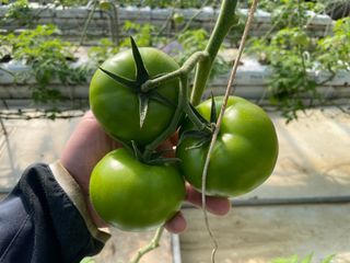 그린애농장님의 토마토 · 영농일지 작성글 사진