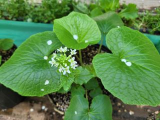 여우내 이순홍님의 기타작물 · 자유게시판 작성글 사진