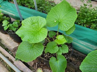 여우내 이순홍님의 기타작물 · 자유게시판 작성글 사진