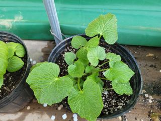 여우내 이순홍님의 기타작물 · 자유게시판 작성글 사진