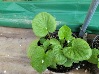 여우내 이순홍님의 기타작물 · 자유게시판 작성글 사진