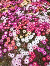 팜모닝 설날, 어떻게 보내시나요?·참여글 게시글 이미지