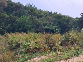 김종덕님의 요즘 우리동네 농작업은? · 참여글 작성글 사진