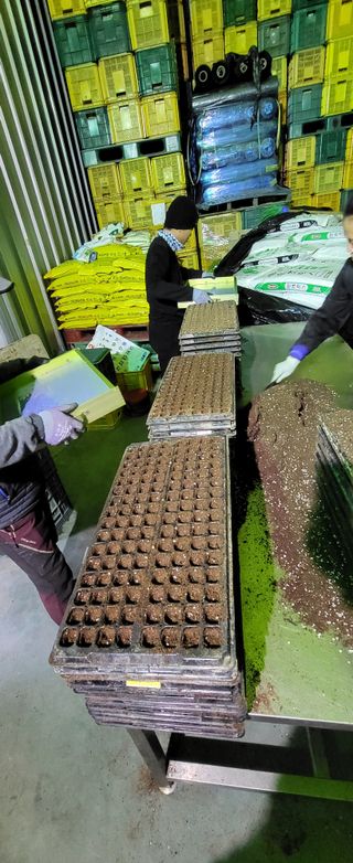 박호성님의 배추 · 영농일지 작성글 사진