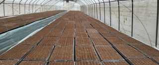 박호성님의 배추 · 영농일지 작성글 사진