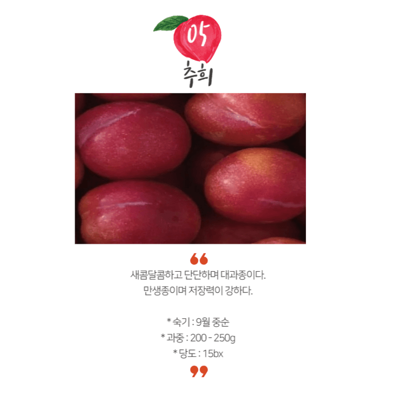 일심묘목농원님의 장터 판매 상품 [추희자두 접목1년생 묘목] 첨부 사진