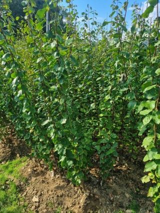 일심묘목농원님의 작성글 사진