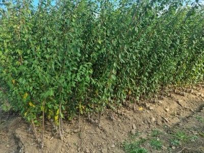 일심묘목농원님의 장터 판매 상품 [추희자두 접목1년생 묘목] 첨부 사진