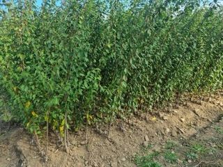 일심묘목농원님의 작성글 사진