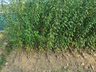 일심묘목농원님의 작성글 사진