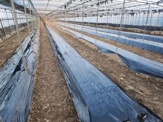 유덕균님의 고추 · 영농일지 작성글 사진