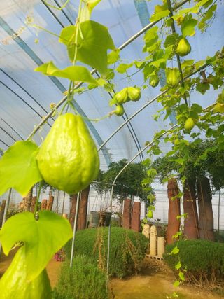 베리맘님의 블루베리 · 자유게시판 작성글 사진