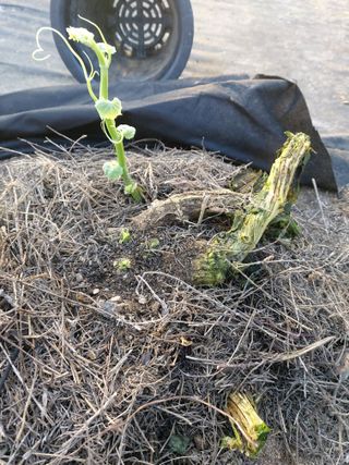 베리맘님의 블루베리 · 자유게시판 작성글 사진