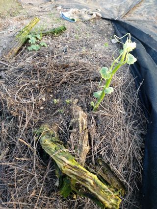 베리맘님의 블루베리 · 자유게시판 작성글 사진