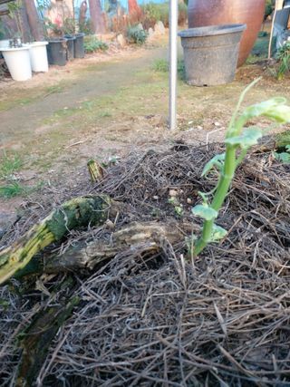 베리맘님의 블루베리 · 자유게시판 작성글 사진
